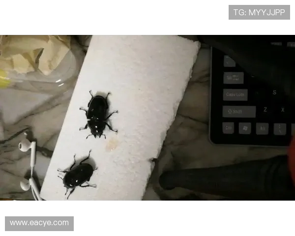 老虎大学与美洲狮子激烈对决谁将赢得这场精彩的较量